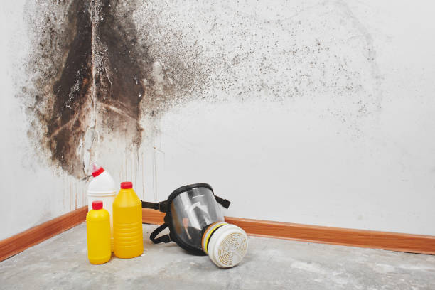 Trusted Stockbridge, GA Mold Removal Experts