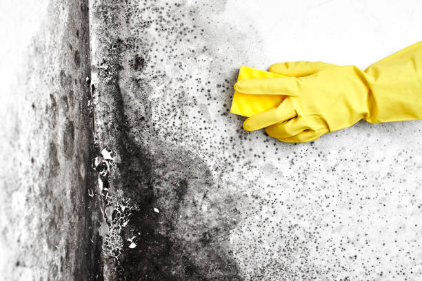 Best Professional Mold Removal  in Stockbridge, GA