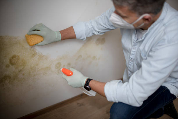 Mold Testing and Removal in Stockbridge, GA