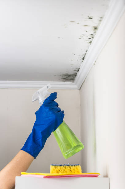 Best Attic Mold Removal  in Stockbridge, GA