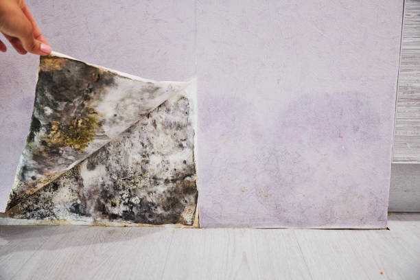 Best Mold Cleaning Services  in Stockbridge, GA